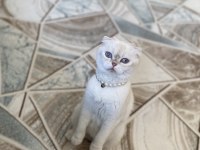 Scottish fold kedimiz Hürrem sıcak kalıcı bir yuva arıyoruz