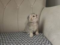 PREMİUM VE SAĞLIKLI BEBEK KEDİLER