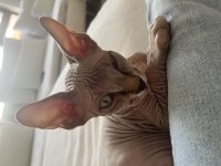Orijinal erkek eğitimli aşıları tam 6 aylık sfenks