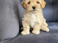 Wc Eğitimli Ve Aşılı Maltipoo Bebekler hazır