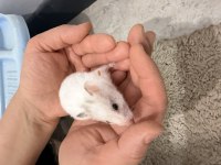 4 Kardeş yavru hamster