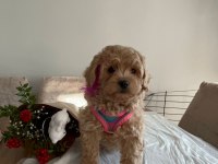 SEVİMLİ MALTİPOO YAVRULARIMIZ