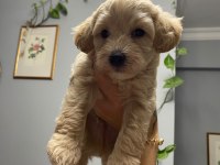 11 Haziran doğumlu 4 adet erkek toy poodle
