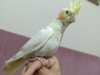 1.5 ay önce yeme geçti ele alışkın sultan papağanı