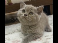 Denizli British Shorthair Lilac