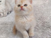 Sahiplendirme british longhair kedisi