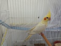 2 Aylık Yavru Sultan Papağanları