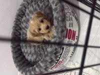 3.5 aylık maltipoo