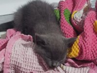 2 aylık yavru kedim yeni yuvasını arıyor