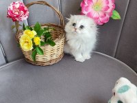 Scottish fold yavrumuz