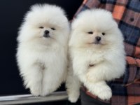 Safkan çok özel teddy face pomeranian yavrularımız