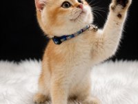 Golden British Shorthair Yavrusu Sevgi Dolu