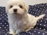 Maltese Terrier Xs Teacup Ev Doğumlu