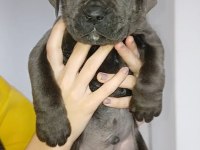 DEV BLUE CORSO BEBEKLER