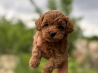 Teacup Maltipoo