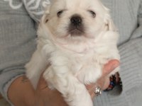 Pekinez Yavru Köpek Dişi Ve Erkek