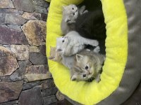 Rengarenk yavrular British gold shorthair