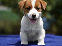 FCI şecereli safkan 2 dişi yavru köpeğimiz aile arıyor