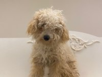 Acil Şekilde Ücretli Sahiplendirilecek Köpeğimiz