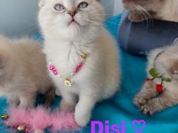 Scottish fold prensesim 2 aylik