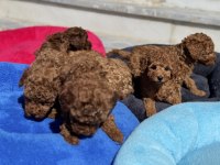 Ankarada ziyarete açık 10 adet toy poodle yavrularımız