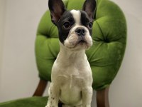 French Bulldog A kalite Yavrular