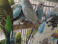 Ele alıştırmalık yavru muhabbet kuşları erkek