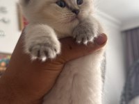 YAVRU KEDİLER