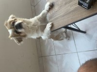 1 Yaşında Dişi Pekinez