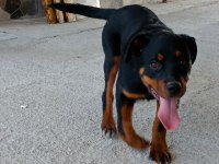 İkiside 4 aylık dişi rottweiler bilgi için lütfen whatsapp
