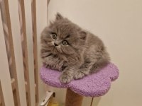 BRITISH LONGHAIR SEVİMLİ YAVRULARIM 