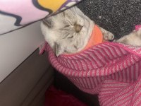 Scottish fold dişi kedimiz