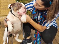 İngiliz Bulldog - Aman Allah ım bana mı bakıyorsun!