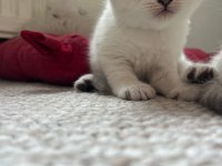 Mavi gözlü british shorthair boncuklar yuva arıyor