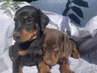 Üst kalite doberman yavrular