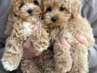 Sağlık Garantili Maltipoo