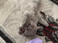 Scottish fold kızımız adı Minnoş çipi var