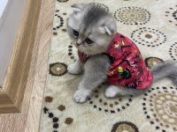 Yavru dişi eğitimli aşılı karneli Scottish fold