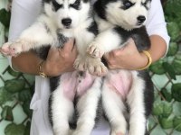 HUSKY SİBİRYA YAVRULARI