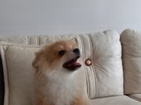 POMERANİAN CİNSİ KOPEK