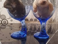 Chihuahua elma kafa