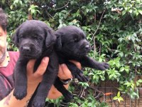 Labrador yavrular
