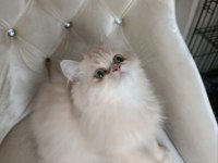 British Longhair Dişi
