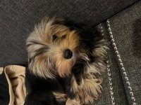 Yorkshire Terrier 4-5 aylık