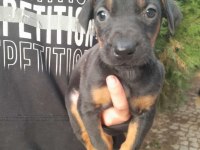 Doberman yavrum