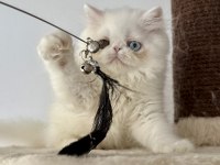 KEDİMİZ İÇİN ARAYARAK BİLGİ ALIN MESAJLAR CİDDİYE ALINMAZ