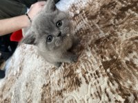 British shorthair yavrular