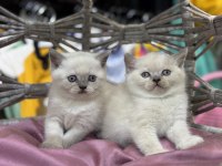 British Shorthair Güzellikleri