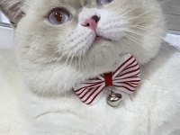 Yakışıklı British Shorthair Oğlumuz