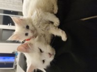 2 aylık safkan maine coon yavrularımız